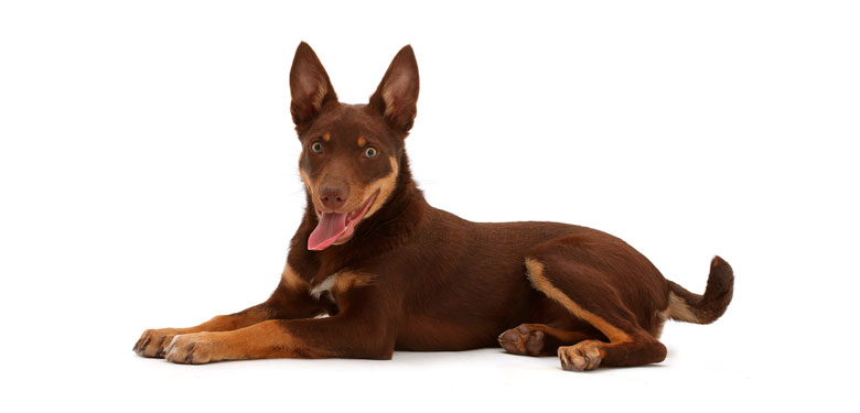 Raza Australian Kelpie