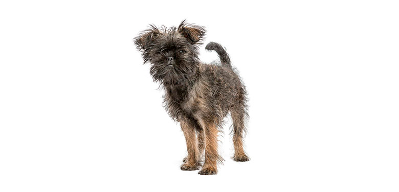 Raza Affenpinscher