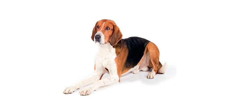 Raza American Foxhound
