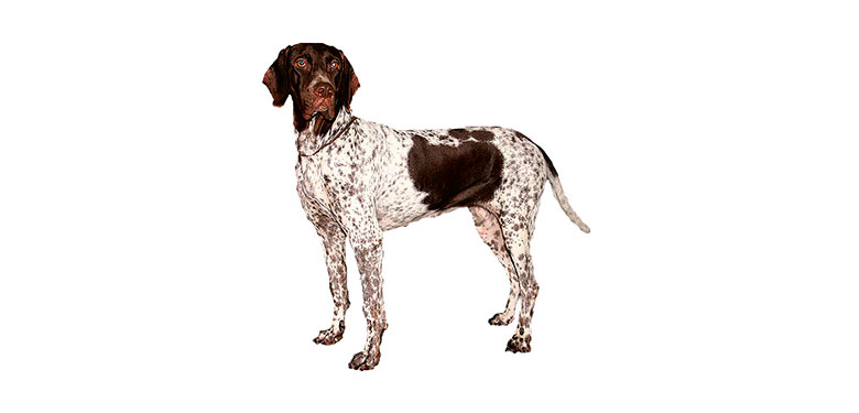 Raza Antiguo perro de muestra danés