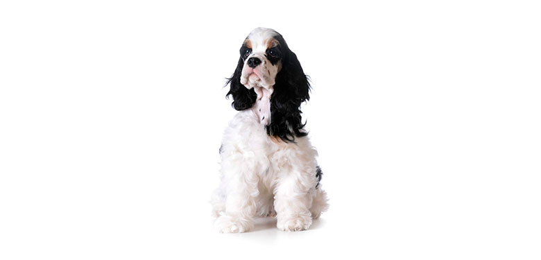 Raza American cocker Spaniel