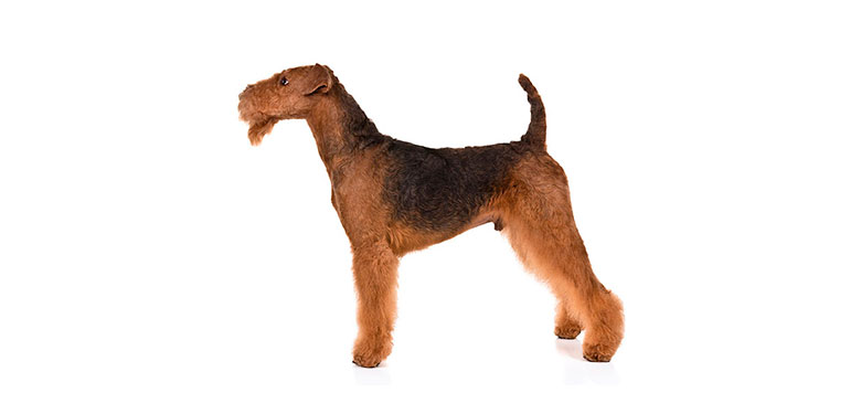 Raza Airedale terrier