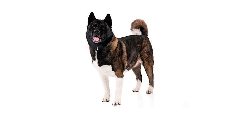 Raza Akita