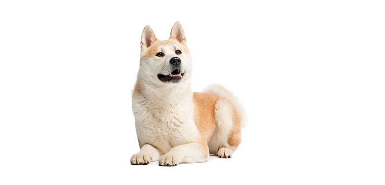 Raza Akita Americano