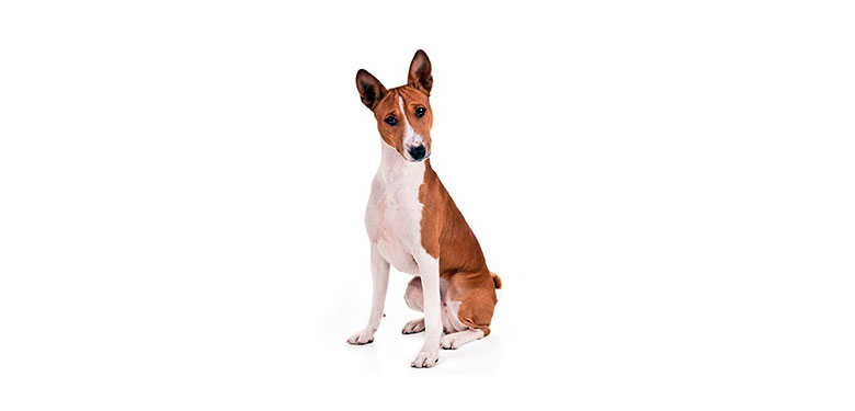 Raza Basenji
