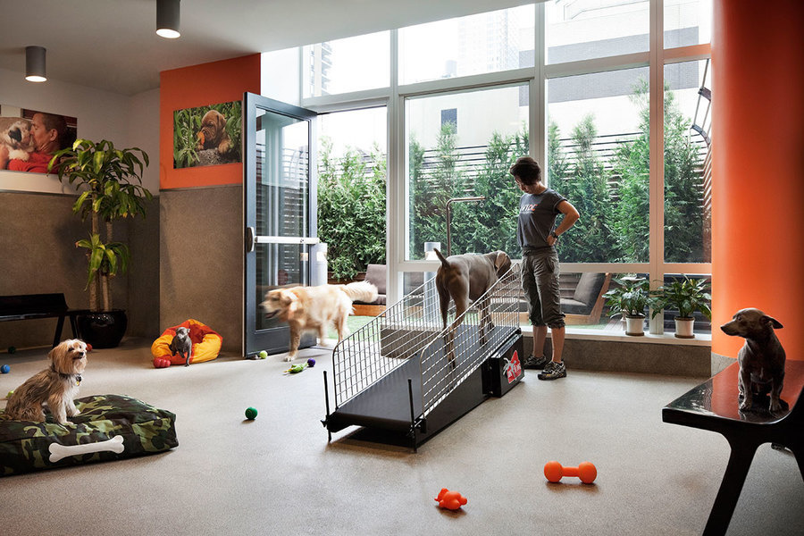 Haz de tu hogar o espacio de trabajo un lugar seguro para tu mascota