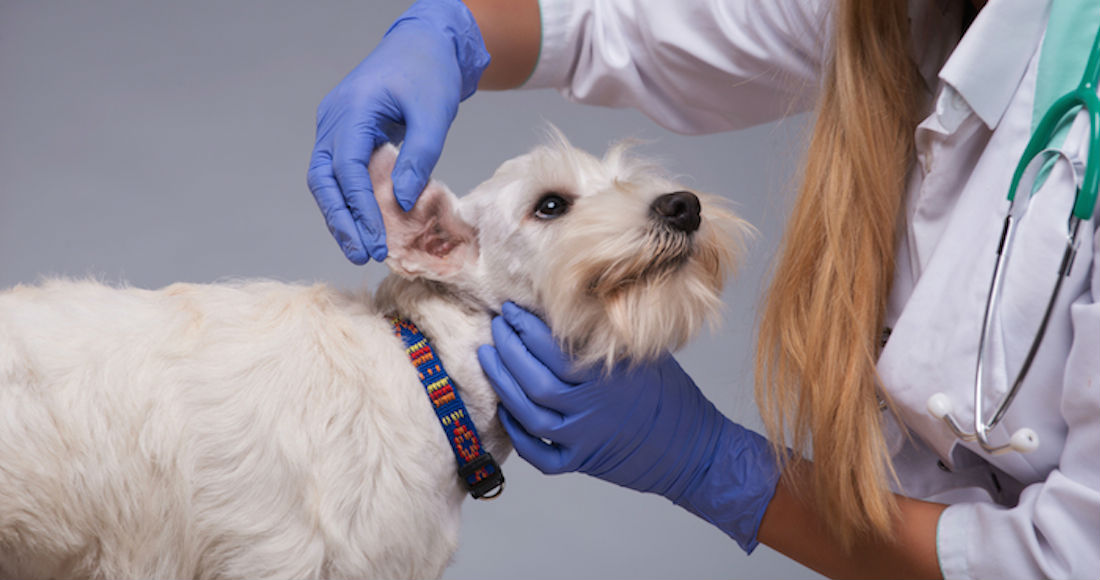 ¿Se puede realizar una cirugía estética en nuestras mascotas?