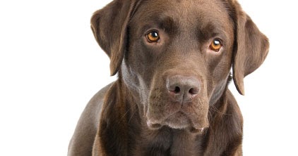 Labradores con pelo marrón son menos longevos que sus familiares negros o amarillos