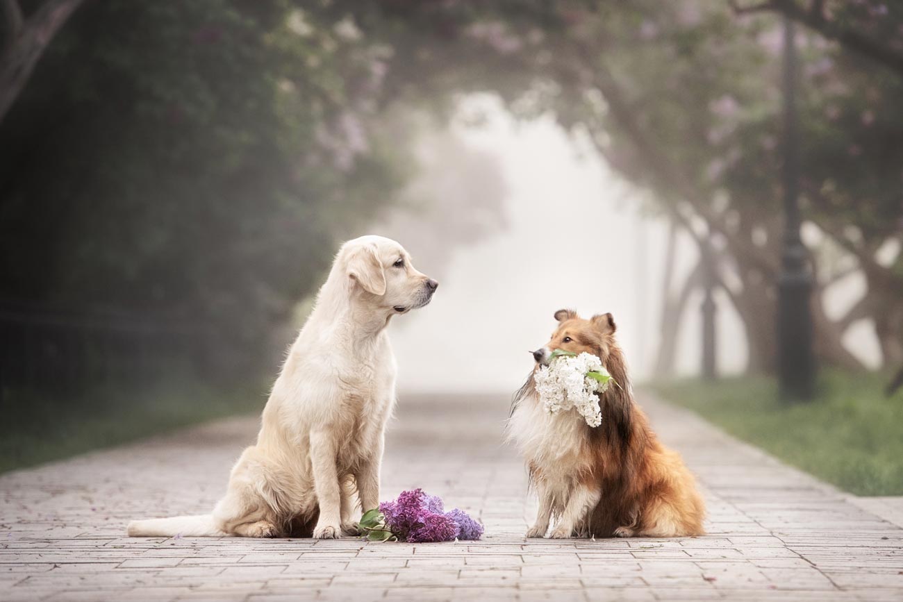 Situaciones que debes conocer al momento del apareamiento en perros