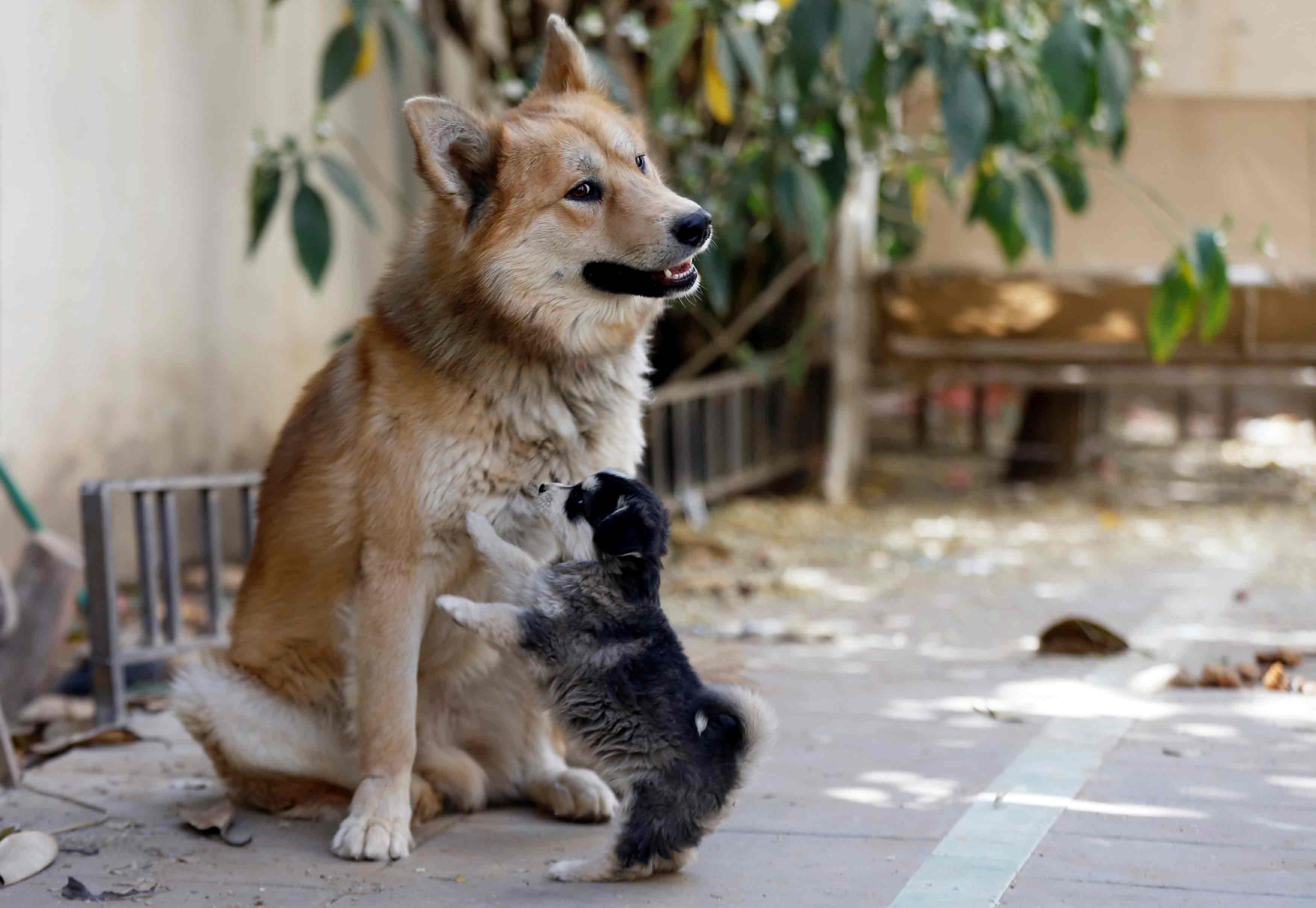 Consejos para que dos perros o más se lleven bien en casa