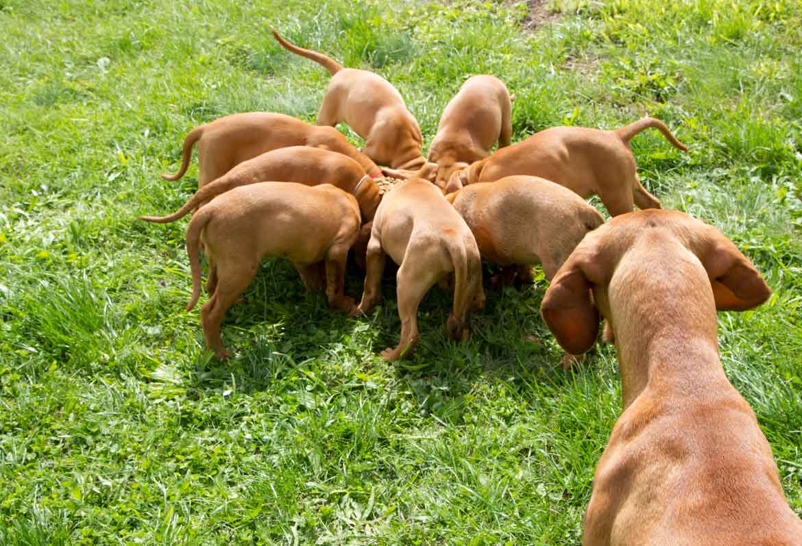 Alimento para cachorros, la mejor opción para tu perrita en gestación