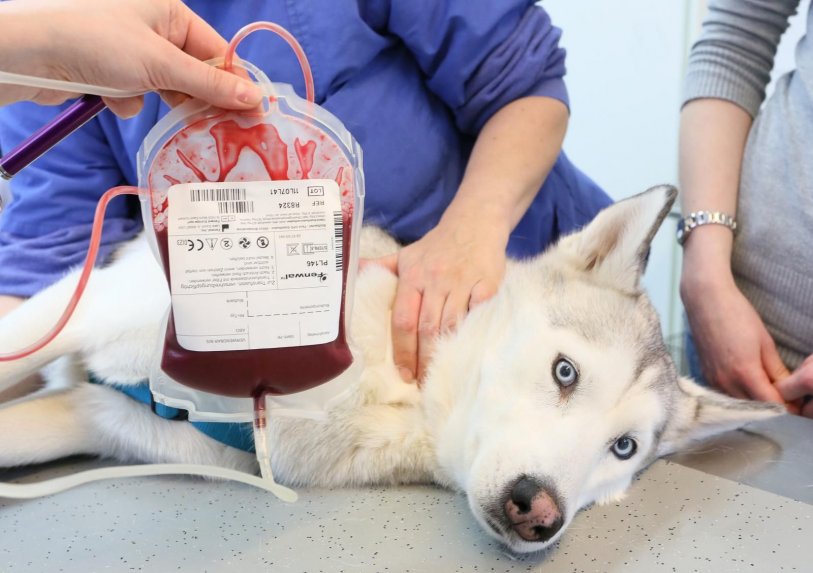 Primer banco de sangre para mascotas; una nueva oportunidad para perros y gatos