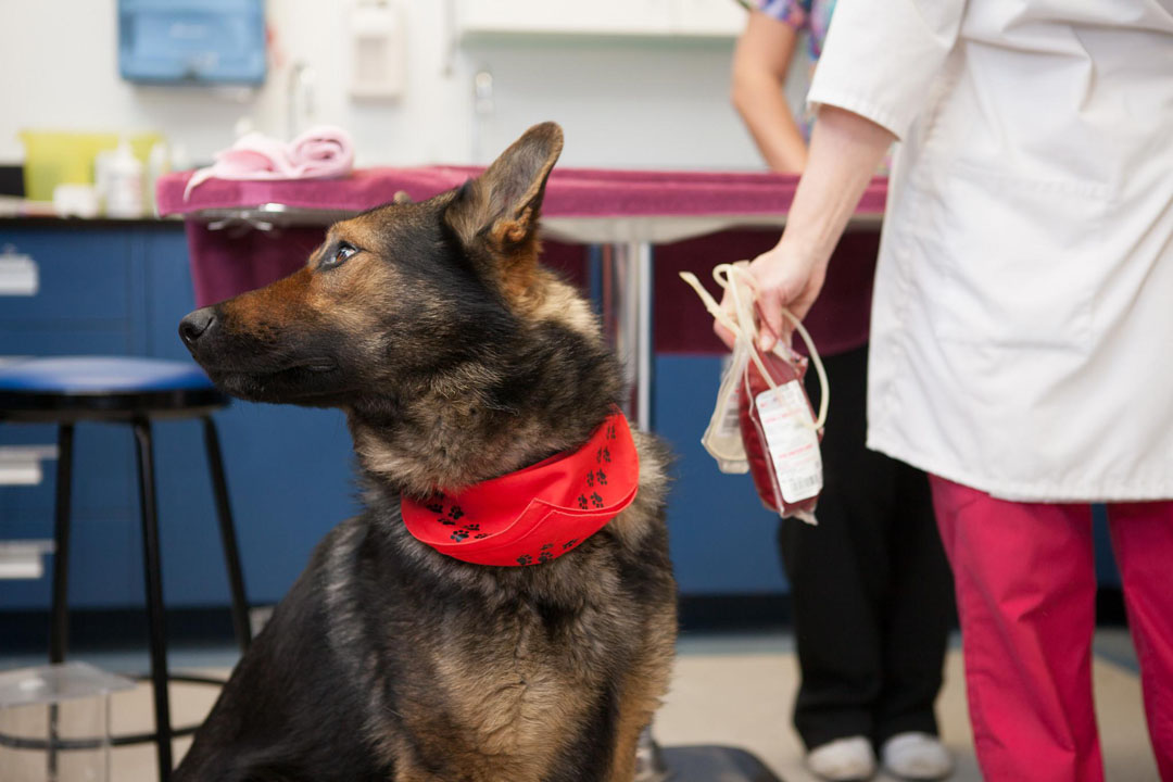 Primer banco de sangre para mascotas; una nueva oportunidad para perros y gatos