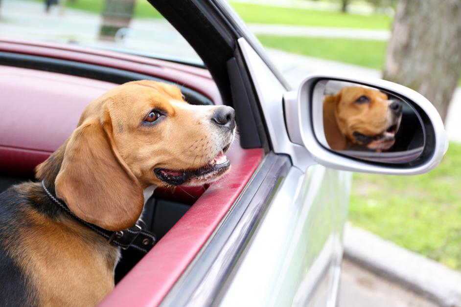 Conducir con mascotas, un viaje de distracciones