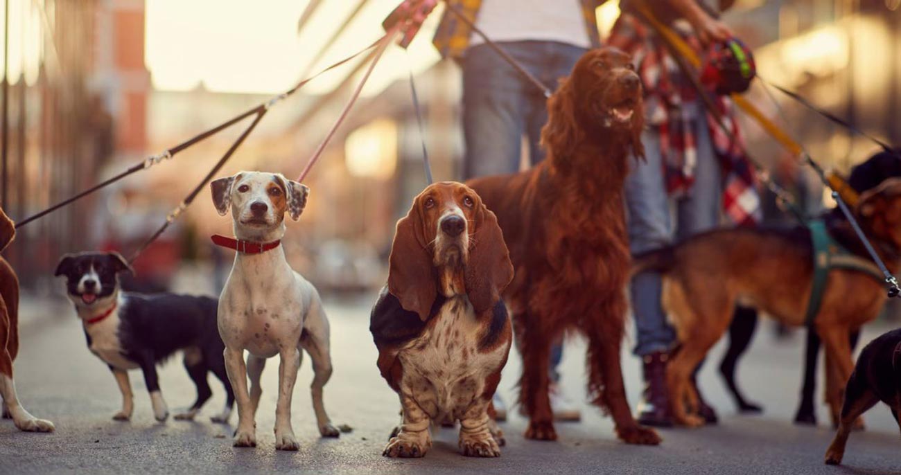 Una ciudad de perros en Europa