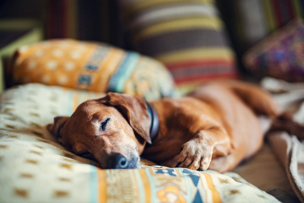 El ciclo de sueño de nuestras mascotas, uno peculiar