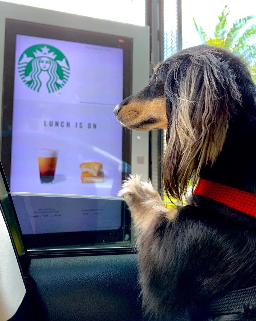 Una nueva bebida para perros en Starbucks