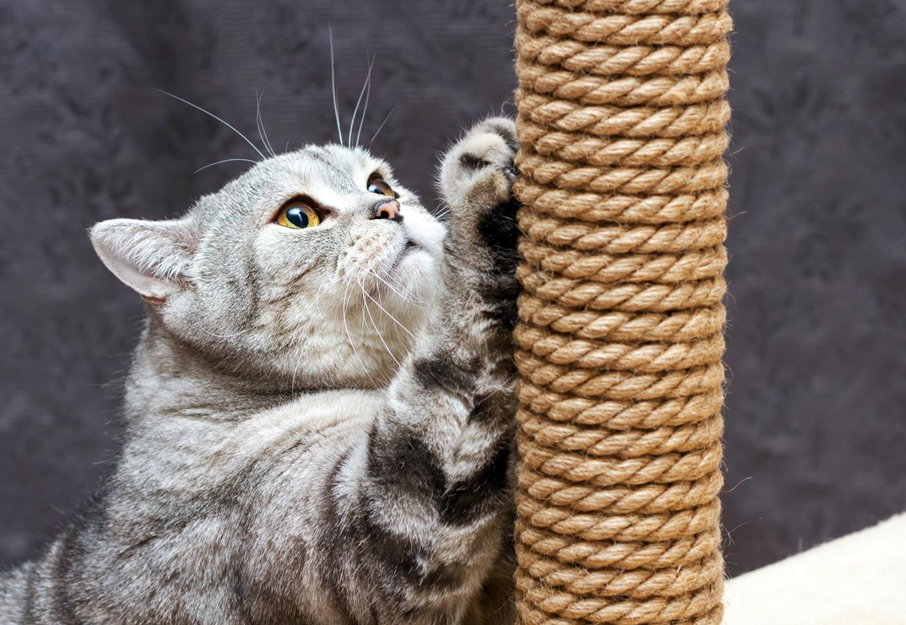 ¿Tu gato araña todo? Aquí tenemos algunas soluciones para ti