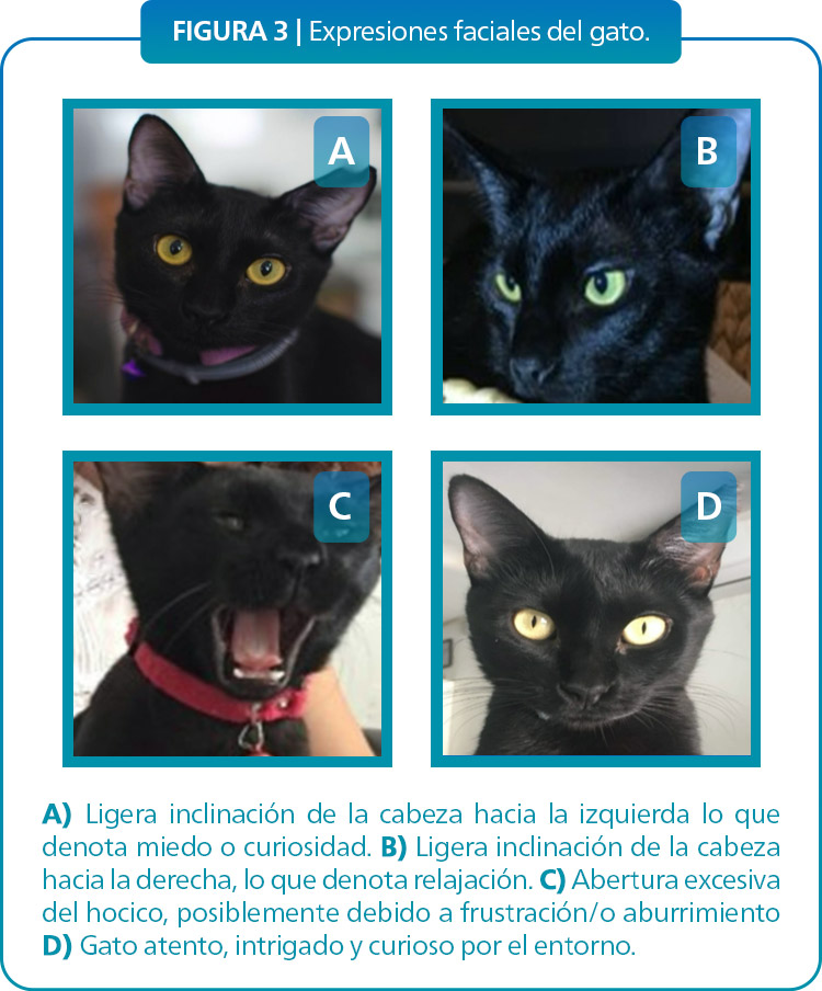 Mejorando el bienestar animal a través del conocimiento de las emociones y expresiones de los animales