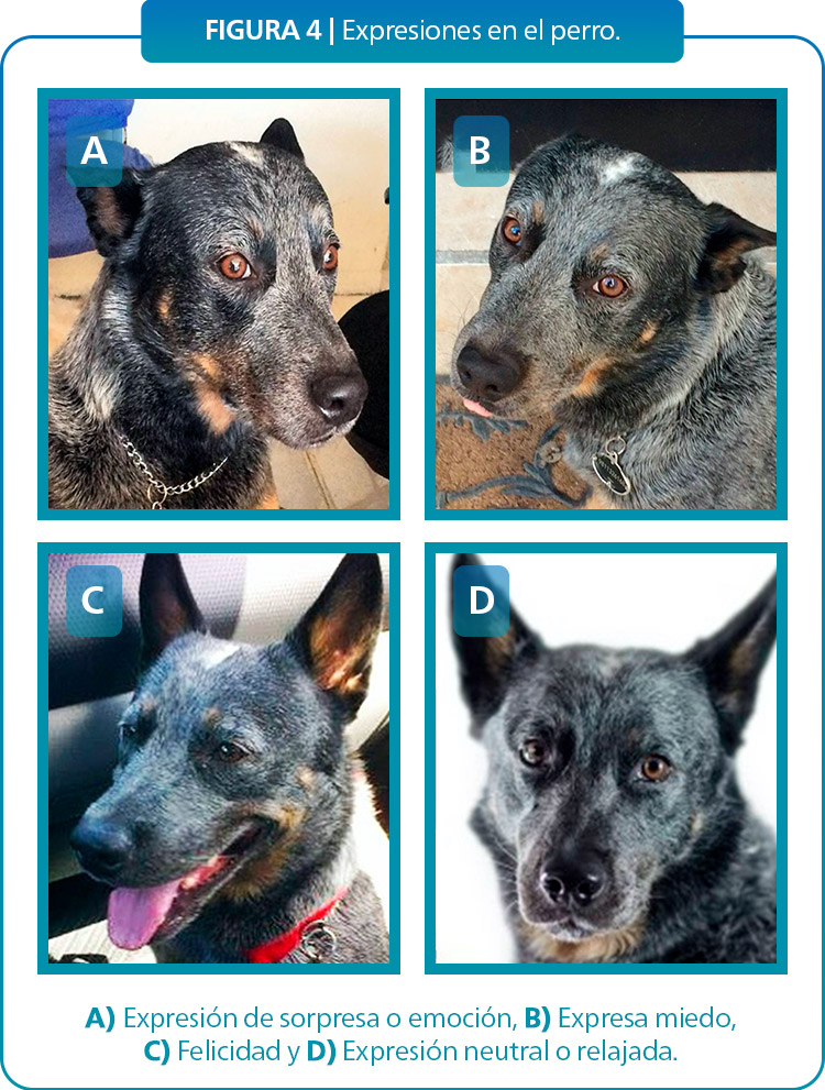 Mejorando el bienestar animal a través del conocimiento de las emociones y expresiones de los animales