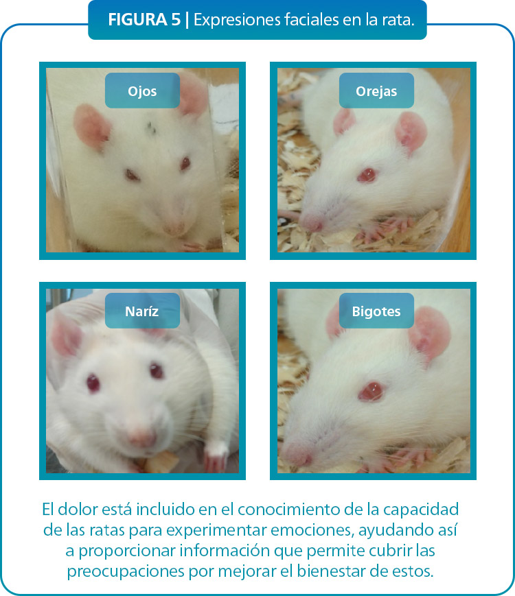 Mejorando el bienestar animal a través del conocimiento de las emociones y expresiones de los animales