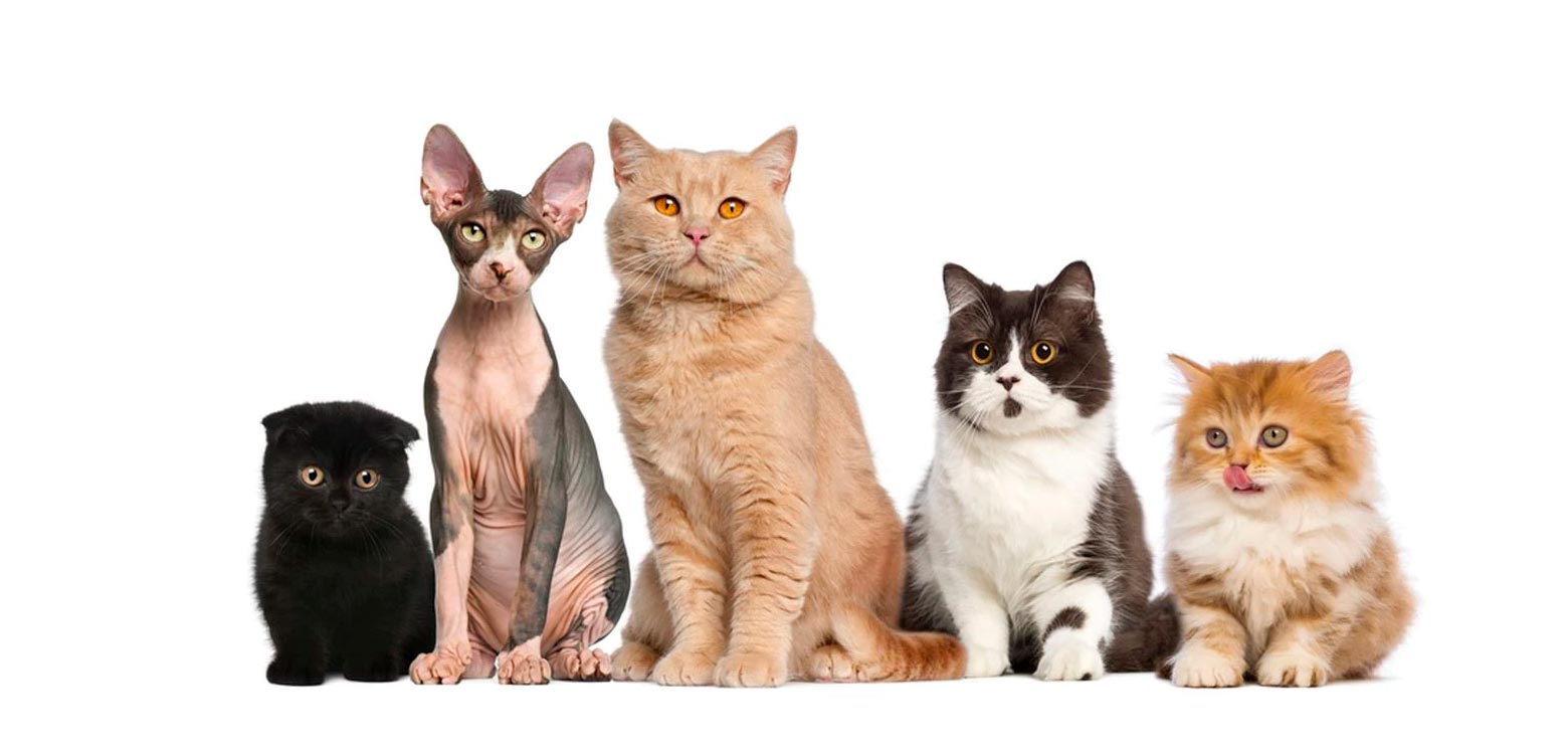 20 de febrero día mundial del gato; una mascota con mucha personalidad