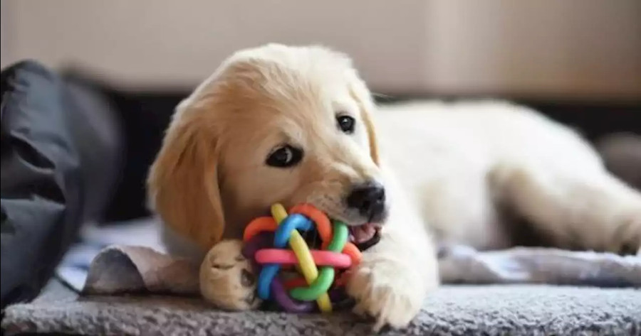El labrador retriever, un perro juguetón y con mucha energía
