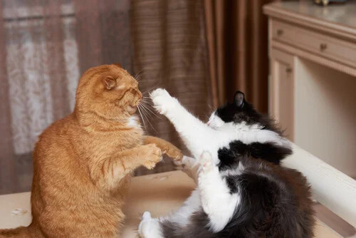 Un gato nunca pelea dos veces por el mismo motivo