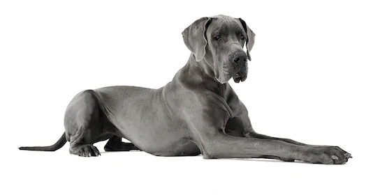 Gran danés, un can grande y fiel