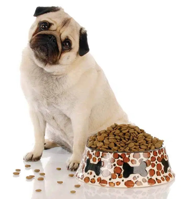 Omega 3 y 6, importantes para un perro sano