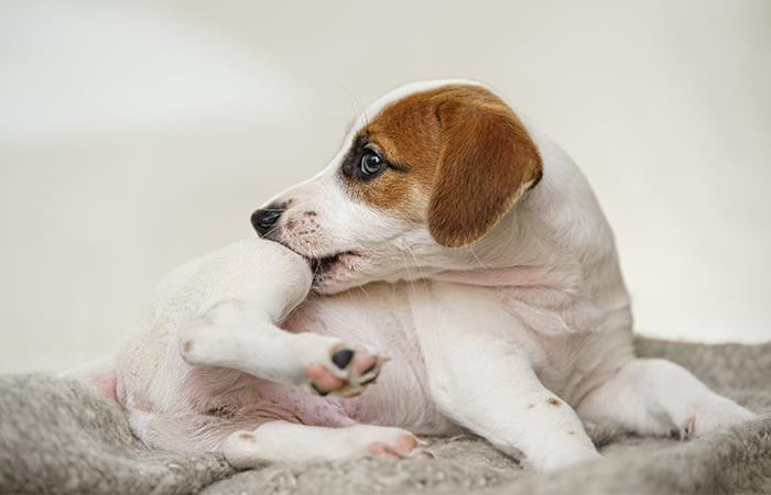 Mi perro se rasca o mordisquea, ¿debo revisar su piel?