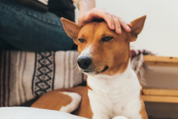 Basenji, el perro cantarín