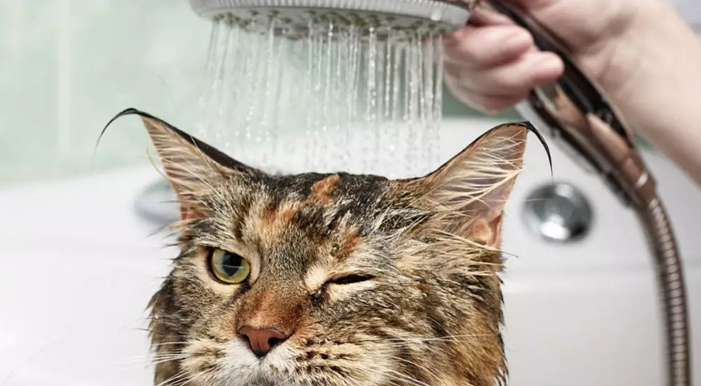 Los gatos y el agua, casi enemigos naturales