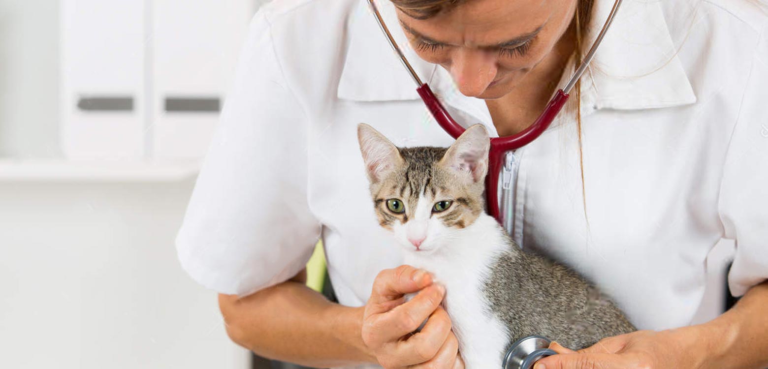Hipotiroidismo felino, ¿cómo lidiar con este padecimiento en nuestros gatos?