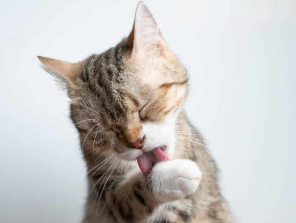 La lengua de los gatos sirve para más que comer