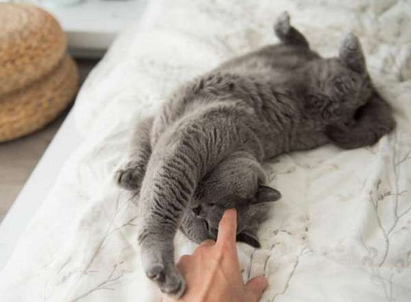 ¿Cómo saber si a mi gato le duele algo?