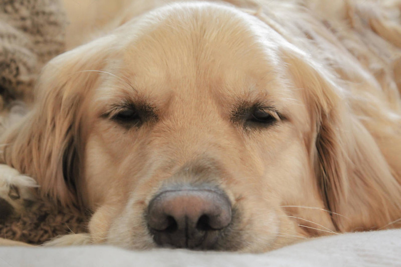 La nariz seca en los perros no siempre indica una enfermedad