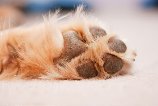 El perro, un animal que suda por las patas