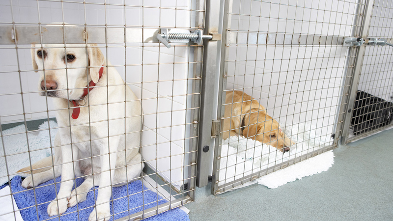 Propusieron en Galicia nuevo impuesto para evitar el abandono animal