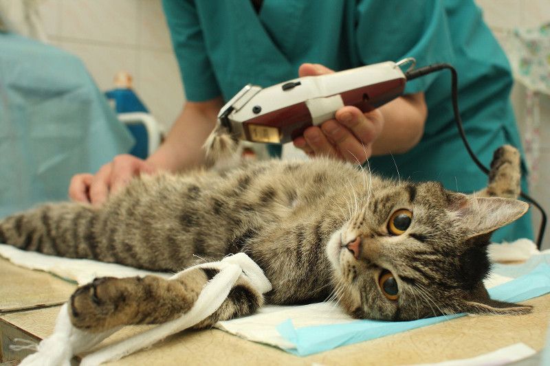 Castración felina, un paso adelante en el bienestar de tu gato
