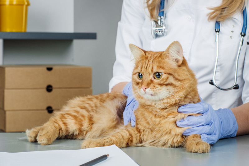 Problemas respiratorios en gatos, afectaciones con muchas causas
