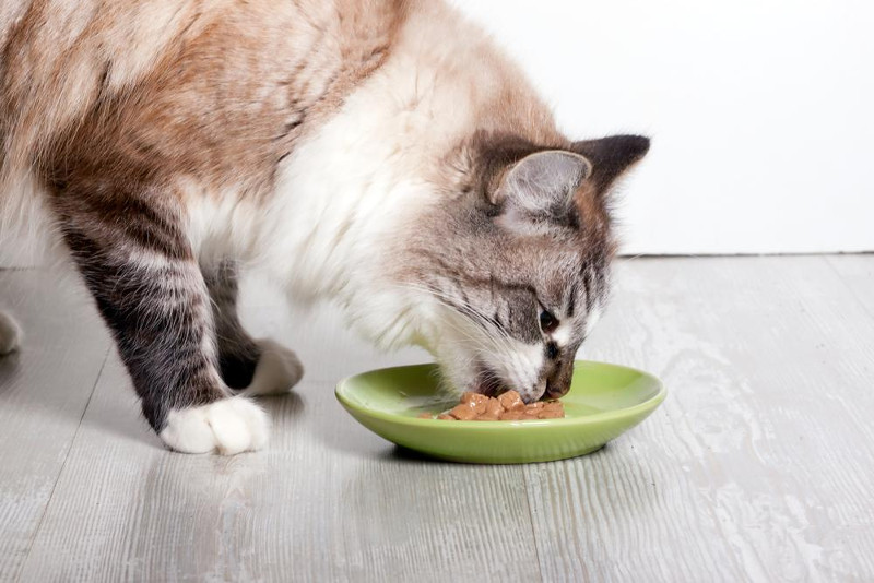 Alimento húmedo para gatos, una opción diferente