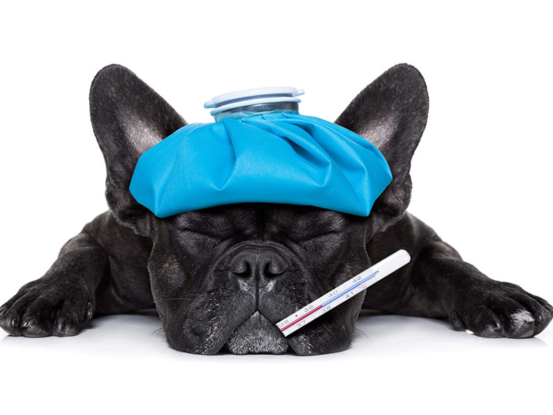 ¿Sabes cómo tomar la temperatura de tu mascota?