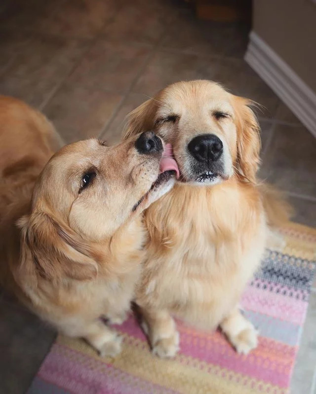¿Cuánto dura el celo en una perrita?