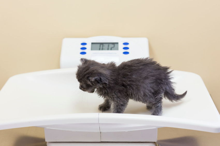 ¿Tu mascota padece desnutrición? aprende a identificar este padecimiento