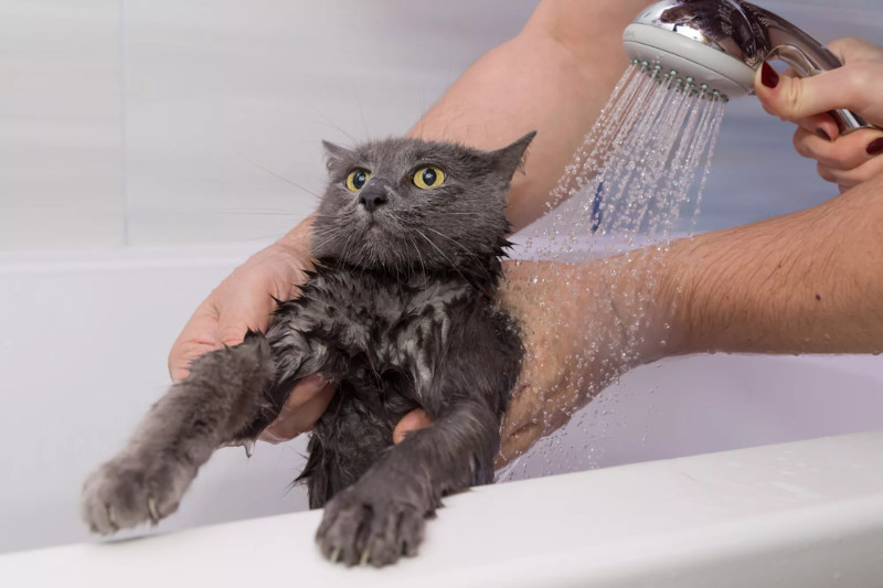 La importancia de acostumbrar a tu gato al agua