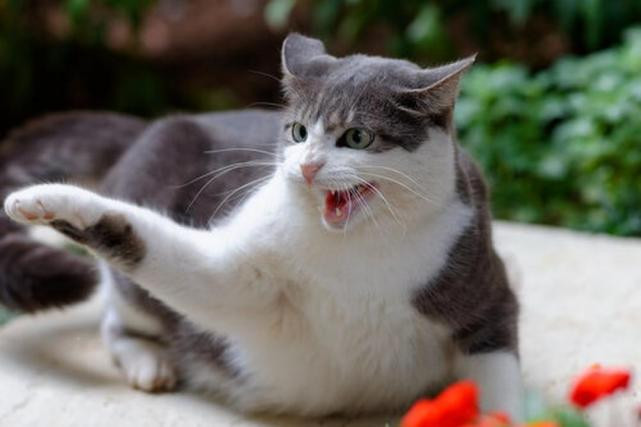 Arañar, el ejercicio de los gatos