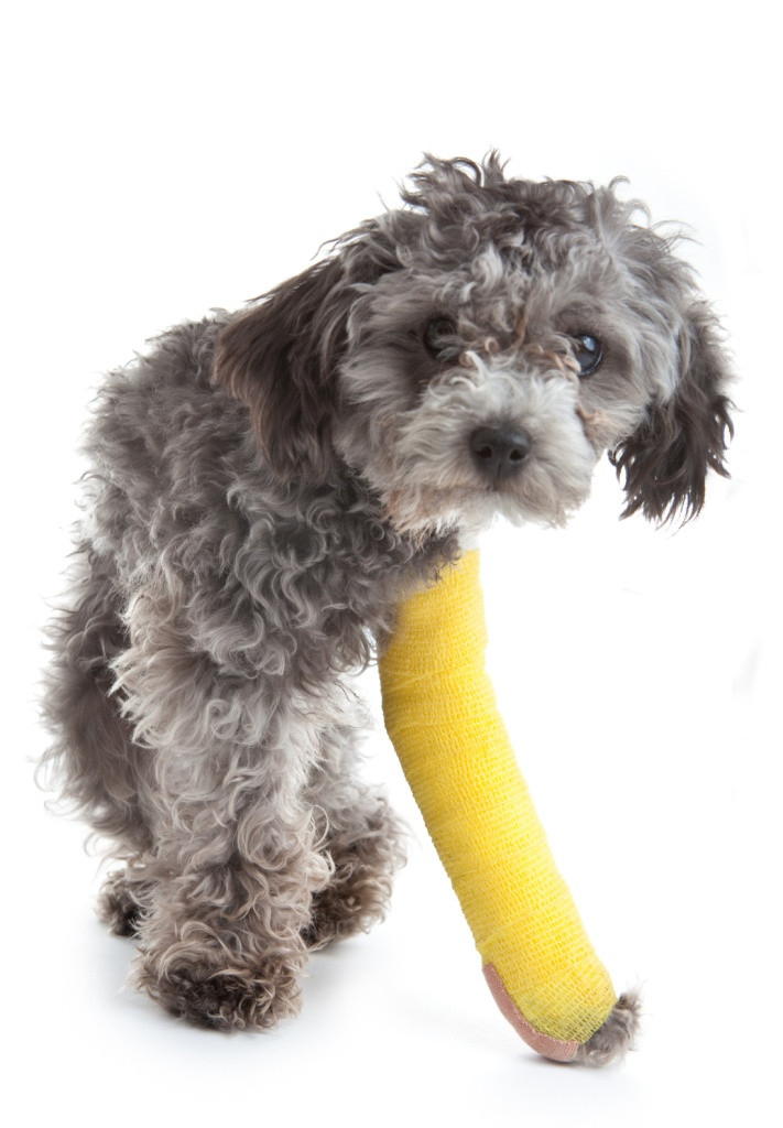 Displasia de codo en los perros, ¿cómo tratarla?