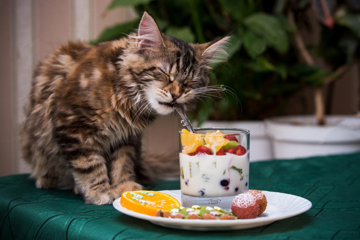 Excluye las frutas de la dieta de tu gato, pueden ser fatales