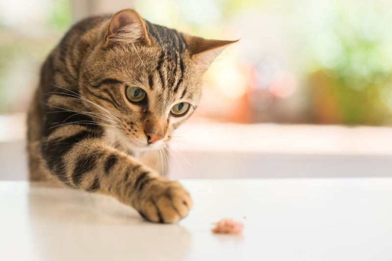 Los gatos, animales más inteligentes de lo que crees